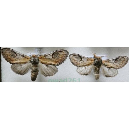 Notodonta ziczac (Linnaeus, 1758) pair Garbatka zygzakówka Czech6f